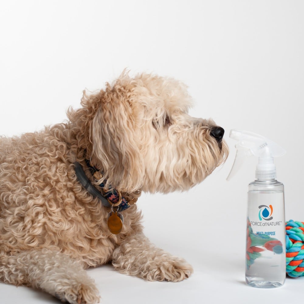 a dog sniffing a bottle of Force of Nature